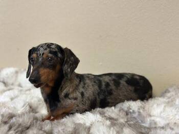 Tuco -  Miniature Dachshund Dog for Adoption in Marshall, Texas - Tuco | PetCurious