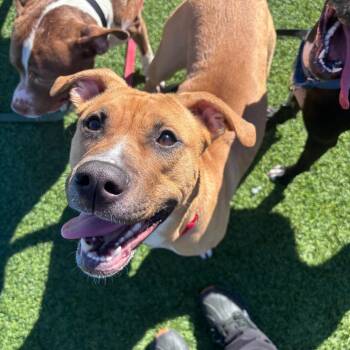 Mixed Breed Dogs Available for Adoption in Pittsburgh, Pennsylvania - Blondie | PetCurious