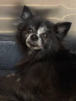 ISABELLE -  Pomeranian and Mixed Breed Dog for Adoption in Dallas, Texas - ISABELLE | PetCurious