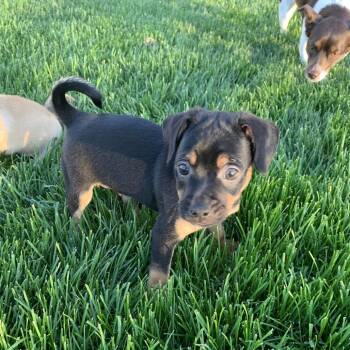 Chihuahua and Mixed Breed Dogs Available for Adoption in Shorewood, Illinois - Artie | PetCurious