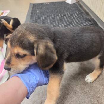 Mixed Breed Dogs Available for Adoption in Chattanooga, Tennessee - Rupert | PetCurious