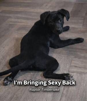 Terrier Dogs Available for Adoption in Austin, Texas - Raptor SH | PetCurious