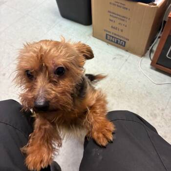 Big Foot -  Mixed Breed Dog for Adoption in Philadelphia, Pennsylvania - Big Foot | PetCurious