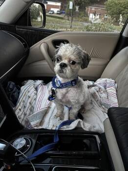 Sydney -  Shih Tzu Dog for Adoption in Harrison City, Pennsylvania - Sydney | PetCurious