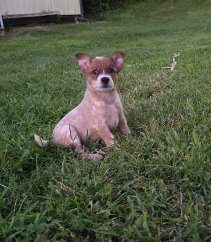 Miss May -  Australian Cattle Dog Blue Heeler Dog for Sale in Tazewell, Tennessee - Miss May | PetCurious