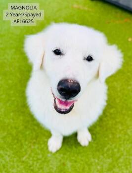 Magnolia -  Great Pyrenees Dog for Adoption - Magnolia | PetCurious