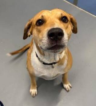 Rescue Catahoula Leopard Dog Dogs for Adoption in Winter Haven, Florida - Chase | PetCurious