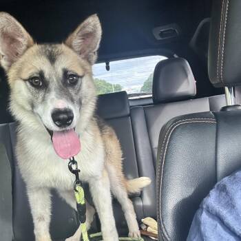 Shepherd Dogs Available for Adoption in Helena, Alabama - Langley | PetCurious