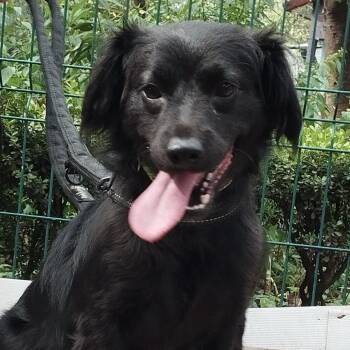 RAFAELA -  Collie and Retriever Dog for Adoption in Langley Township, British Columbia - RAFAELA | PetCurious