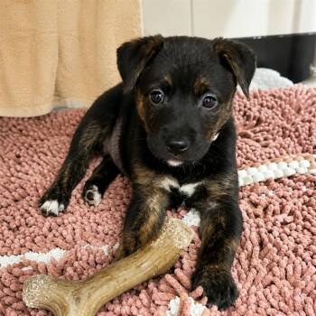 MINK -  Labrador Retriever Dog for Adoption in Palo Alto, California - MINK | PetCurious