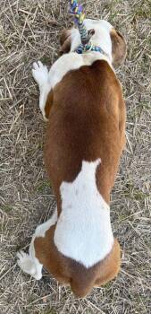 Pit Bull Terrier Dogs Available for Adoption in Tarboro, North Carolina - 26-156 Dublin | PetCurious