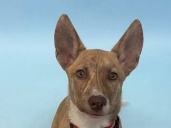 Bella -  Australian Kelpie and Mixed Breed Dog for Adoption in Woodbury, Minnesota - Bella | PetCurious