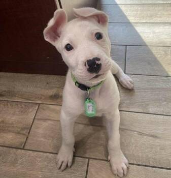 Rescue American Staffordshire Terrier Dogs for Adoption in Fort Wayne, Indiana - Noah | PetCurious
