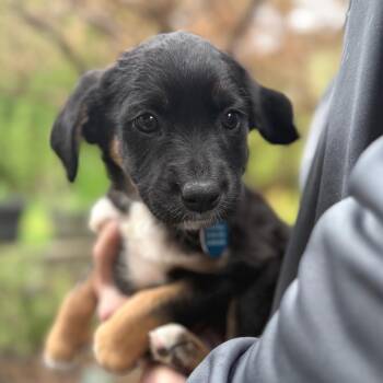 German Shepherd Dog and Mixed Breed Dogs Available for Adoption in Bellingham, Washington - Snickers | PetCurious
