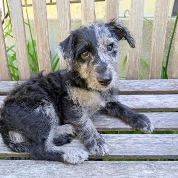Skye -  Poodle and Scottish Terrier Dog for Adoption in Rochester, Minnesota - Skye | PetCurious