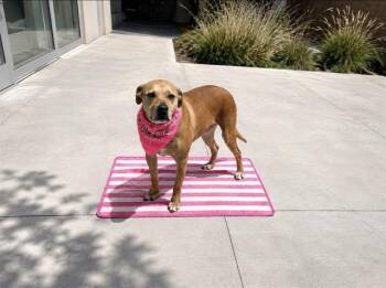 SUMMER -  Labrador Retriever and Boxer Dog for Adoption in Tustin, California - SUMMER | PetCurious