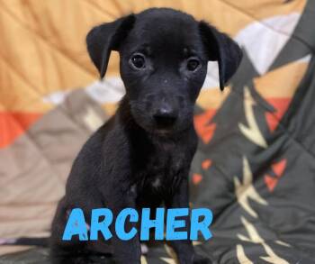 Archer -  Mixed Breed Dog for Adoption in Shalimar, Florida - Archer | PetCurious