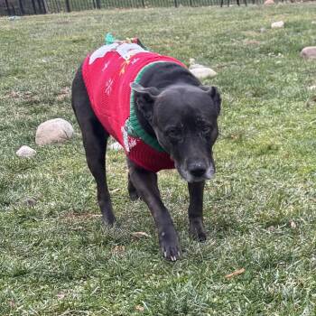 Labrador Retriever Dogs Available for Adoption - Kato | PetCurious