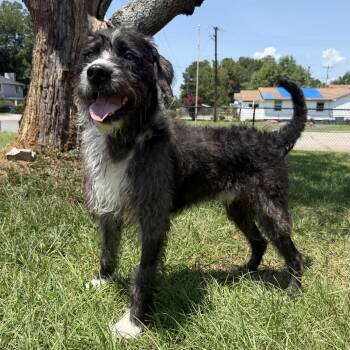 Haha -  Terrier Dog for Adoption in Columbia, South Carolina - Haha | PetCurious