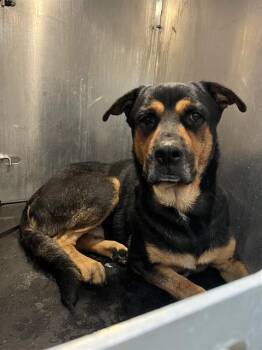 A811747 -  Rottweiler Dog for Adoption in San Antonio, Texas - A811747 | PetCurious