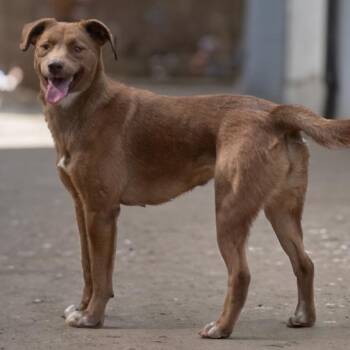 Edith -  Golden Retriever Dog for Adoption in Athens, Alabama - Edith | PetCurious