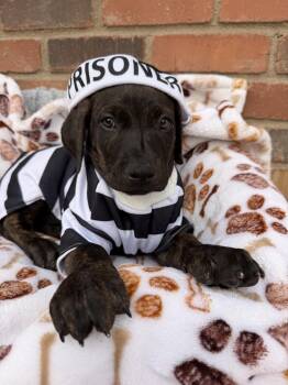 Cane Corso Dogs Available for Adoption - Flynn | PetCurious