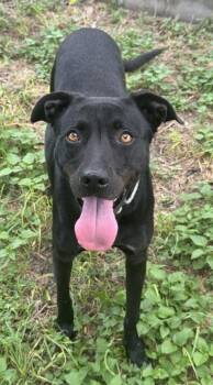 Denver -  Labrador Retriever and Mixed Breed Dog for Adoption in San Antonio, Texas - Denver | PetCurious