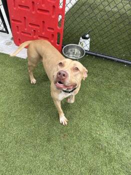 Rescue Labrador Retriever and German Shepherd Dog Dogs for Adoption in Doral, Florida - GINA | PetCurious