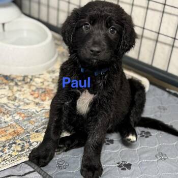 Paul -  Labradoodle and Border Collie Dog for Adoption in Collingswood, New Jersey - Paul | PetCurious