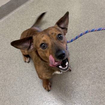 Tiger -  Chihuahua and Dachshund Dog for Adoption in Kearney, Nebraska - Tiger | PetCurious