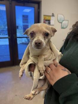 Chihuahua Dogs Available for Adoption in Portland, Maine - Dino Bambino | PetCurious