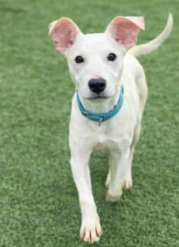 American Staffordshire Terrier Dogs Available for Adoption in Center Point, Texas - Compass | PetCurious