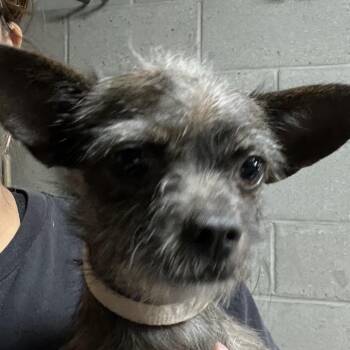 Chihuahua Dogs Available for Adoption in Yuma, Arizona - Tiffany | PetCurious