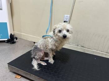 Rescue Maltese Dogs for Adoption in Pasadena, California - A522772 | PetCurious