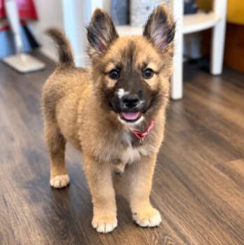 Casper Spooky Sweetie Girl -  German Shepherd Dog and Husky Dog for Adoption in Friendswood, Texas - Casper Spooky Sweetie Girl | PetCurious