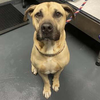 Tutt -  Mixed Breed Dog for Adoption in Allentown, Pennsylvania - Tutt | PetCurious