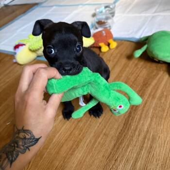 Rescue Terrier Dogs for Adoption in San Antonio, Texas - Mushu | PetCurious