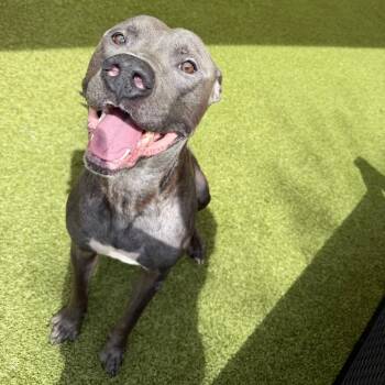 Sparky -  Staffordshire Bull Terrier Dog for Adoption in Titusville, Florida - Sparky | PetCurious