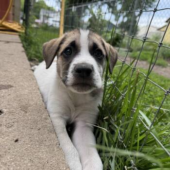 Hodor -  Saint Bernard Dog for Adoption in Russiaville, Indiana - Hodor | PetCurious