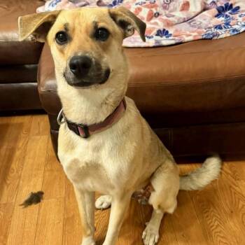 Labrador Retriever Dogs Available for Adoption in Kokomo, Indiana - Wally | PetCurious
