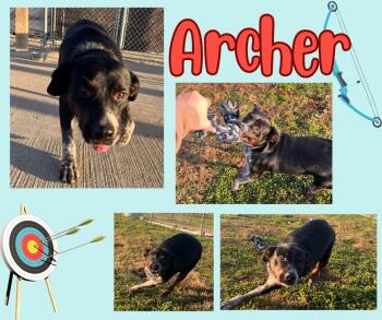 Rescue Australian Cattle Dog Blue Heeler Dogs for Adoption in Hopkinsville, Kentucky - Archer | PetCurious