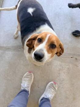 Beagle and Coonhound Dogs Available for Adoption in Morgantown, Kentucky - Bailey | PetCurious