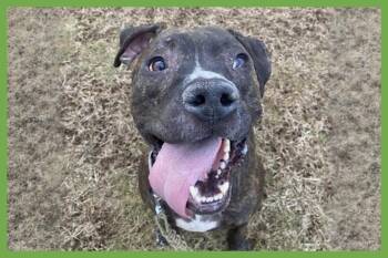 Pit Bull Terrier and American Staffordshire Terrier Dogs Available for Adoption in Amherst, Massachusetts - Cooper | PetCurious