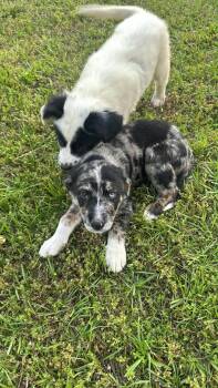 Ricardo -  Australian Shepherd Dog Available for Adoption in Lakewood Ranch, Florida - Ricardo | PetCurious