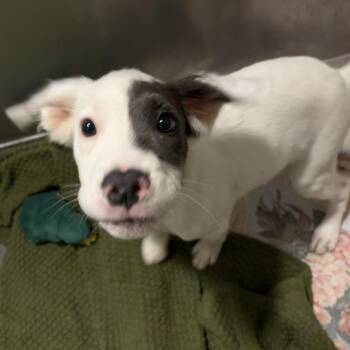 Patches -  Australian Shepherd and Mixed Breed Dog for Adoption in Wilmington, Delaware - Patches | PetCurious