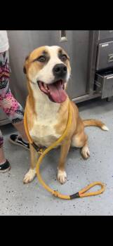 Pretzel -  Shepherd and Beagle Dog for Adoption in Cambridge, Maryland - Pretzel | PetCurious