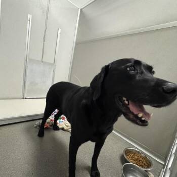 Opal -  Labrador Retriever Dog for Adoption in Des Moines, Iowa - Opal | PetCurious