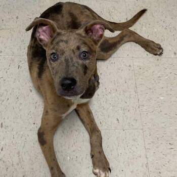 Ranger -  Catahoula Leopard Dog Dog for Adoption in Conway, New Hampshire - Ranger | PetCurious