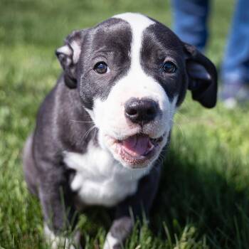 American Staffordshire Terrier Dogs Available for Adoption in Clarinda, Iowa - Puppy-2 | PetCurious