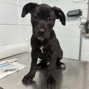 Labrador Retriever Dogs Available for Adoption in Beaumont, Texas - Cake | PetCurious
